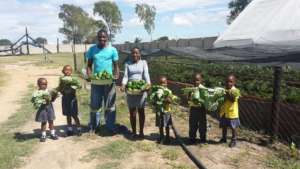 Our Pre-schoolers help harvest our vegetables