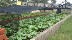 Shade cloth helps protect the crop
