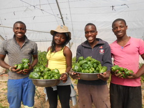 A winter bumper crop of green peppers!