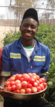 Ngqabutho harvests and maintains drip ittigation