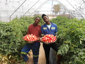 Tomatoes tomatoes tomatoes!!!