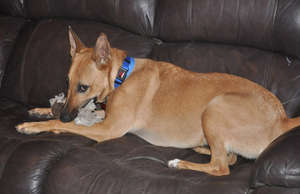 Photos courtesy of Montana German Shepherd/Belgian