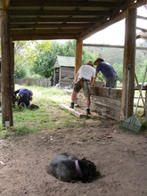 Building a sleeper wall while the dog supervises