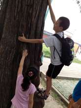 Explorers climbing trees