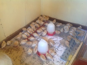 The Chicks project at the shelter