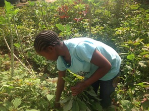 A girl harvesting vegetables at TAGS garden