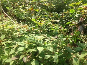 Vegetable Kitchen Garden