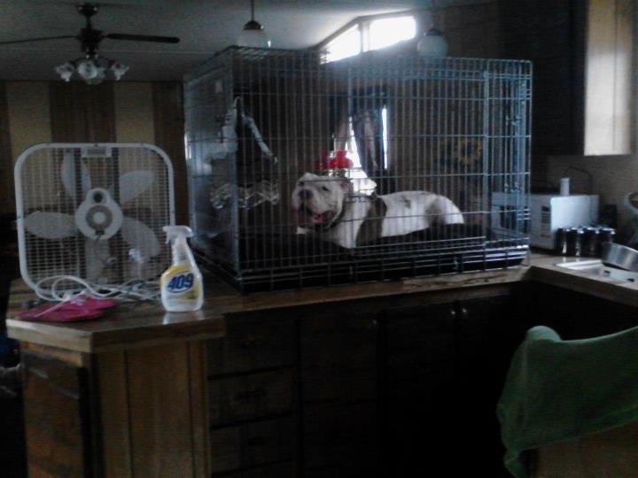 Villalobos Rescue Center Hurricane Disaster Relief GlobalGiving