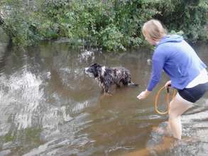 Gwinna trying to catch a blind border collie