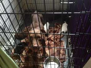 Mama dog and her seven puppies