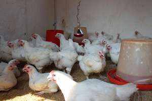 Inside of the chicken farm