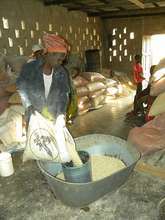 Steri measuring maize