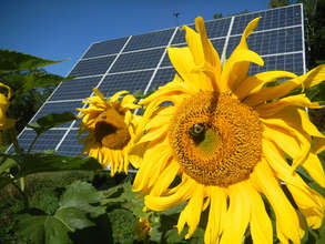 Sunflower Solar (CC courtesy Sterling College)