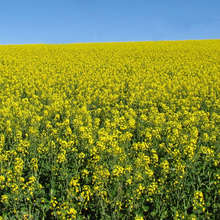 Canola field