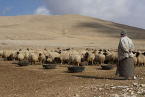 Syria in Drought (CC courtesy Joel Bombardier)
