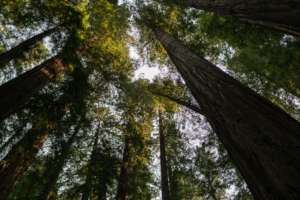 Trees by Ian Matyssik