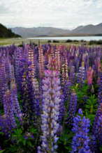 Alpine Flower Of New Zealand