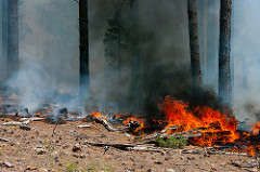 Camillo wildfire near Flagstaff, Arizona