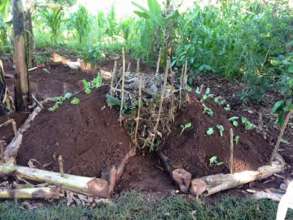 Vegetable garden established by us