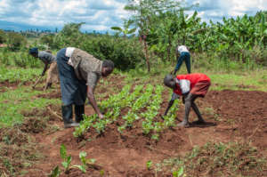 A Bio Intensive Agriculture Training Session