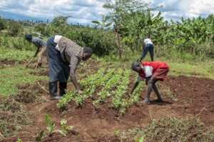 Family planting smallholding