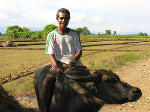 Photo of Mr. Nitura in the family rice fields