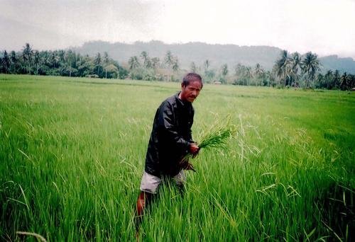 Micro-Loans to 56 Rice Farmers in the Philippines