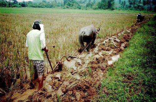 Micro-Loans to 56 Rice Farmers in the Philippines