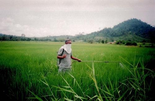 Micro-Loans to 56 Rice Farmers in the Philippines
