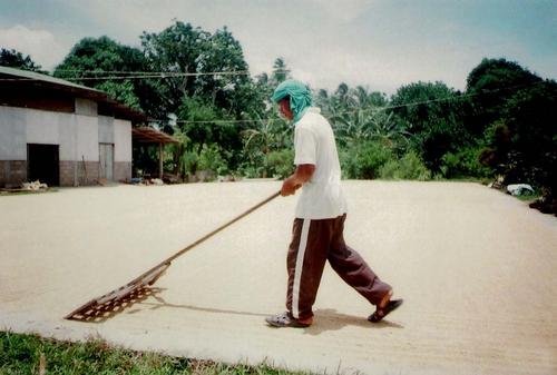 Micro-Loans to 56 Rice Farmers in the Philippines