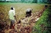 Micro-Loans to 56 Rice Farmers in the Philippines