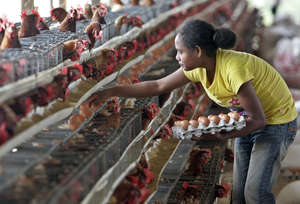 Timor-Leste Chicken Farm
