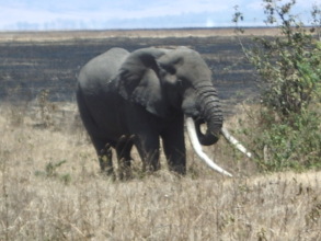 Tanzanian Elephant