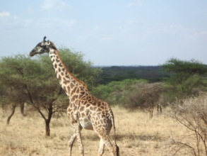 Tanzanian Giraffe