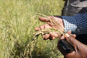 Comparing the quality vs. non-quality rice grain