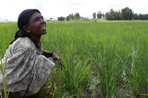 Female Rice Farmer