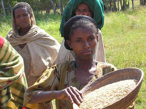 Rice Dehusking