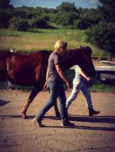 Humans and Horses Working Together!