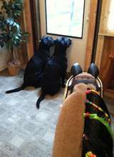 Tank and Blackberry waiting for their friends!