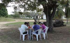 Student groups studying under a tree