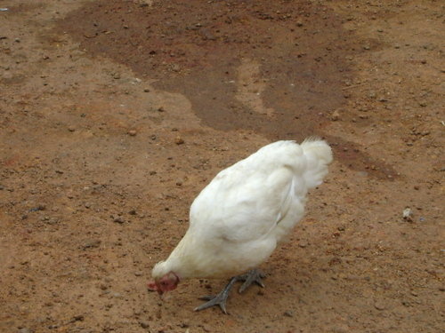 Community Poultry Farming Initiative Sierra Leone