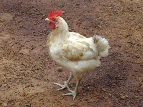 Community Poultry Farming Initiative Sierra Leone