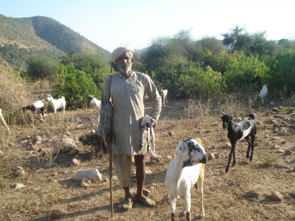 Bhagwana Gujjar_ a grazier with goats herd