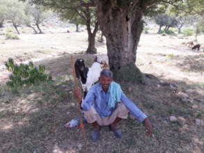 Devbannis serve as grazing area