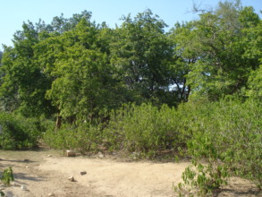 Acol, an important indigenous tree species
