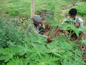 Agroforestry plants raising at KRAPAVIS