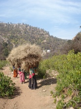 Bera village_ pastoralist women collect dry fodder