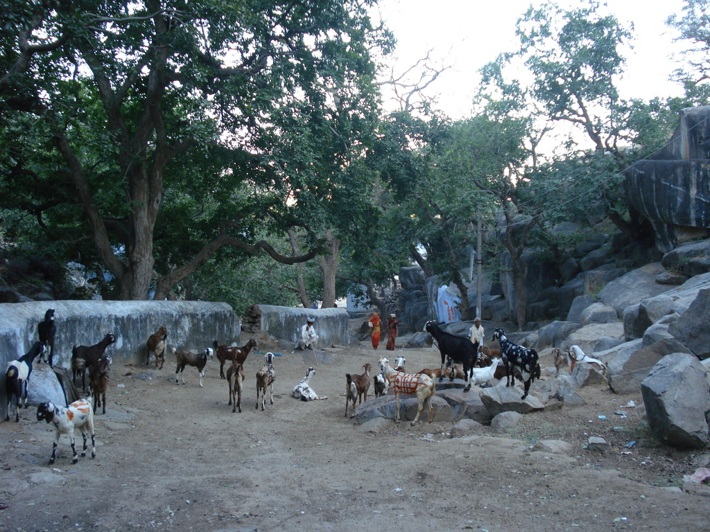 'Orans' serve strong, shared icon of village life
