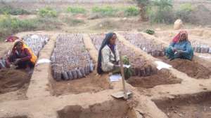 Pastoralist women preparing tree Nursery