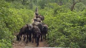 Traditional Grazing Routes in the Forest lands